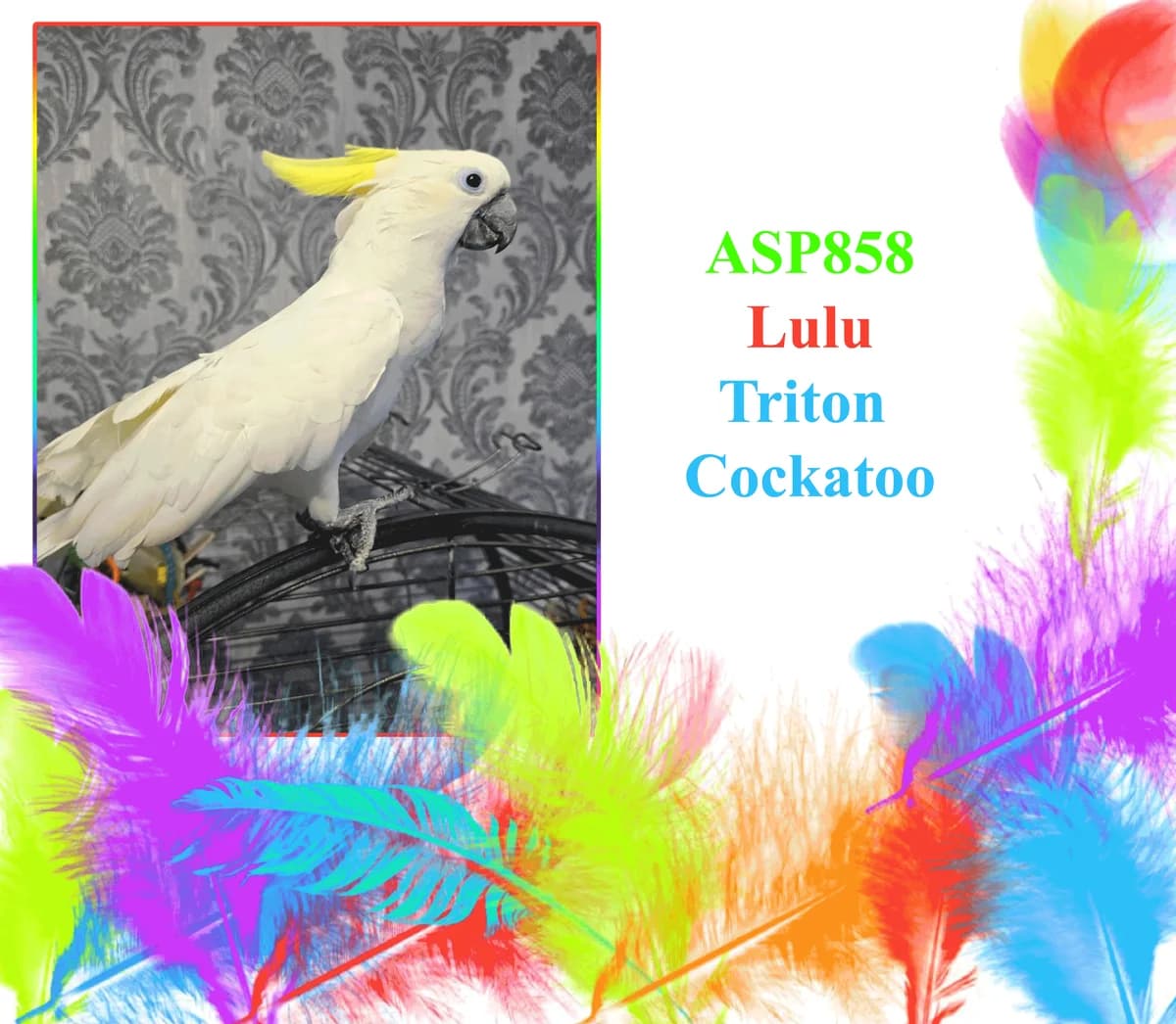 Lulu, male mixed breed for adoption at All Star Parrots Rescue and Rehoming