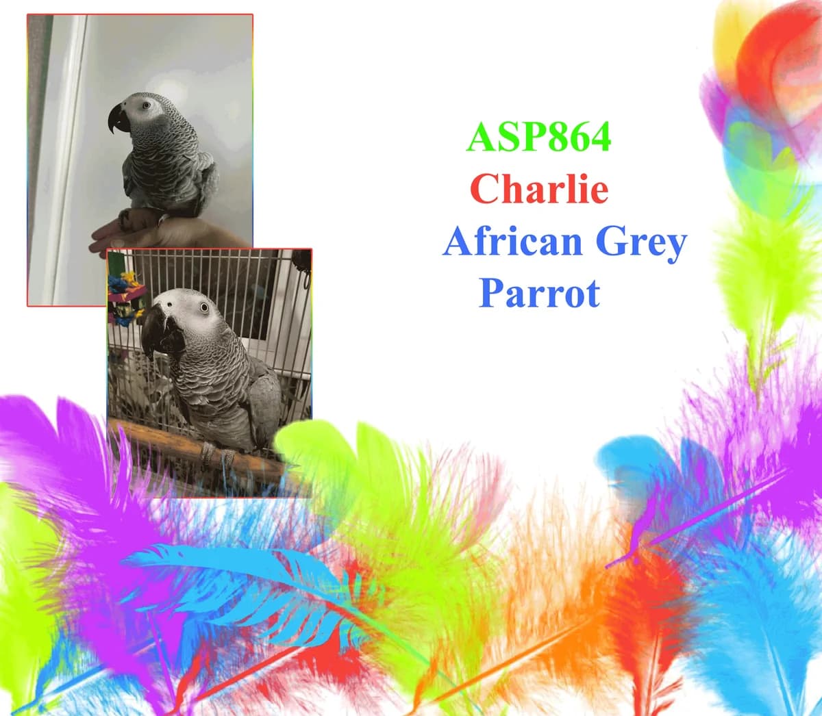 Charlie, mixed breed for adoption at All Star Parrots Rescue and Rehoming