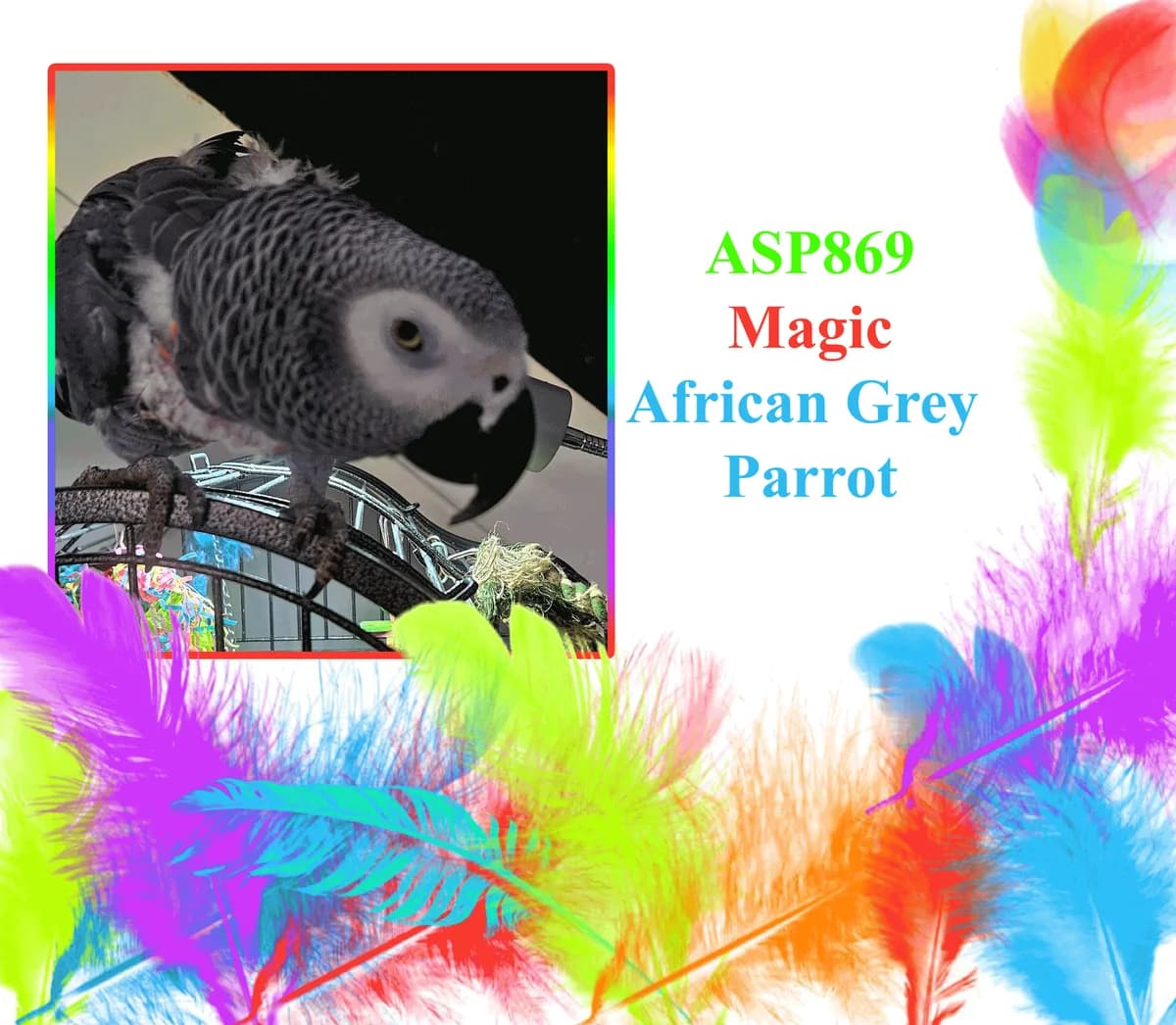 Magic _ African Grey Parrot, mixed breed for adoption at All Star Parrots Rescue and Rehoming
