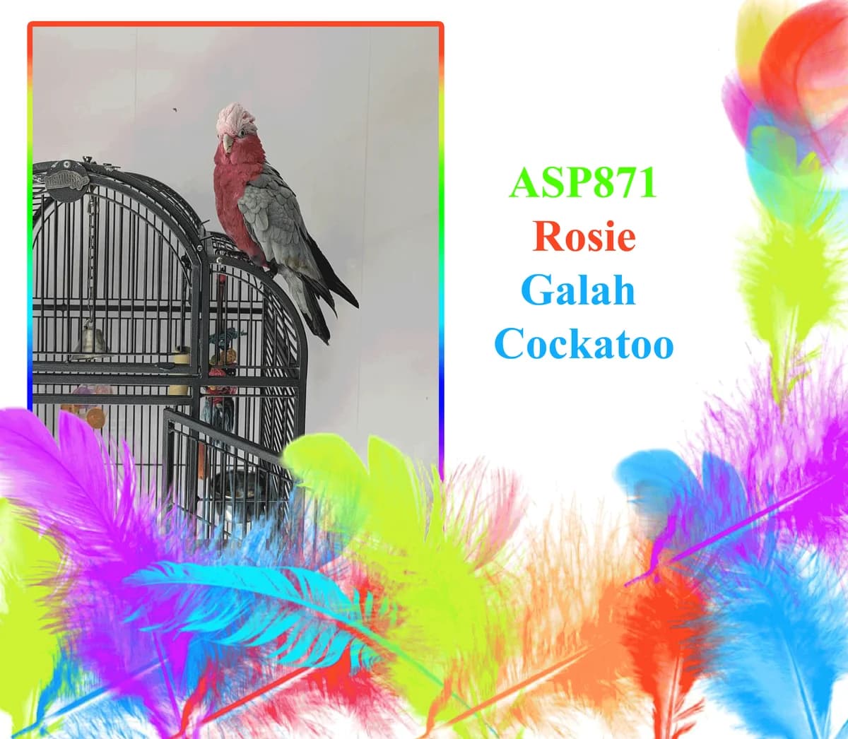 Rosie, mixed breed for adoption at All Star Parrots Rescue and Rehoming