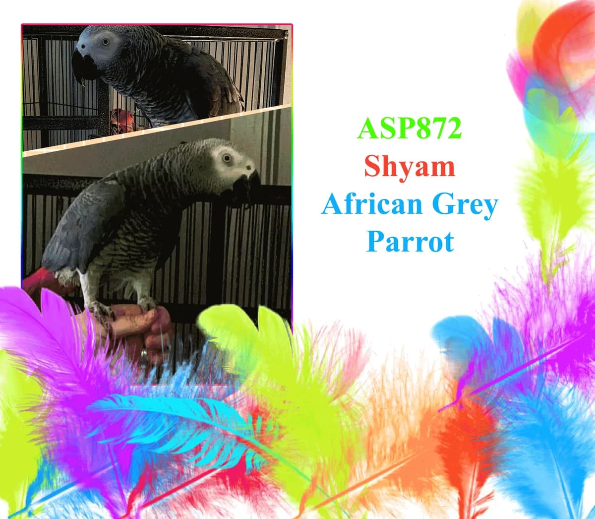 Shyam, mixed breed for adoption at All Star Parrots Rescue and Rehoming