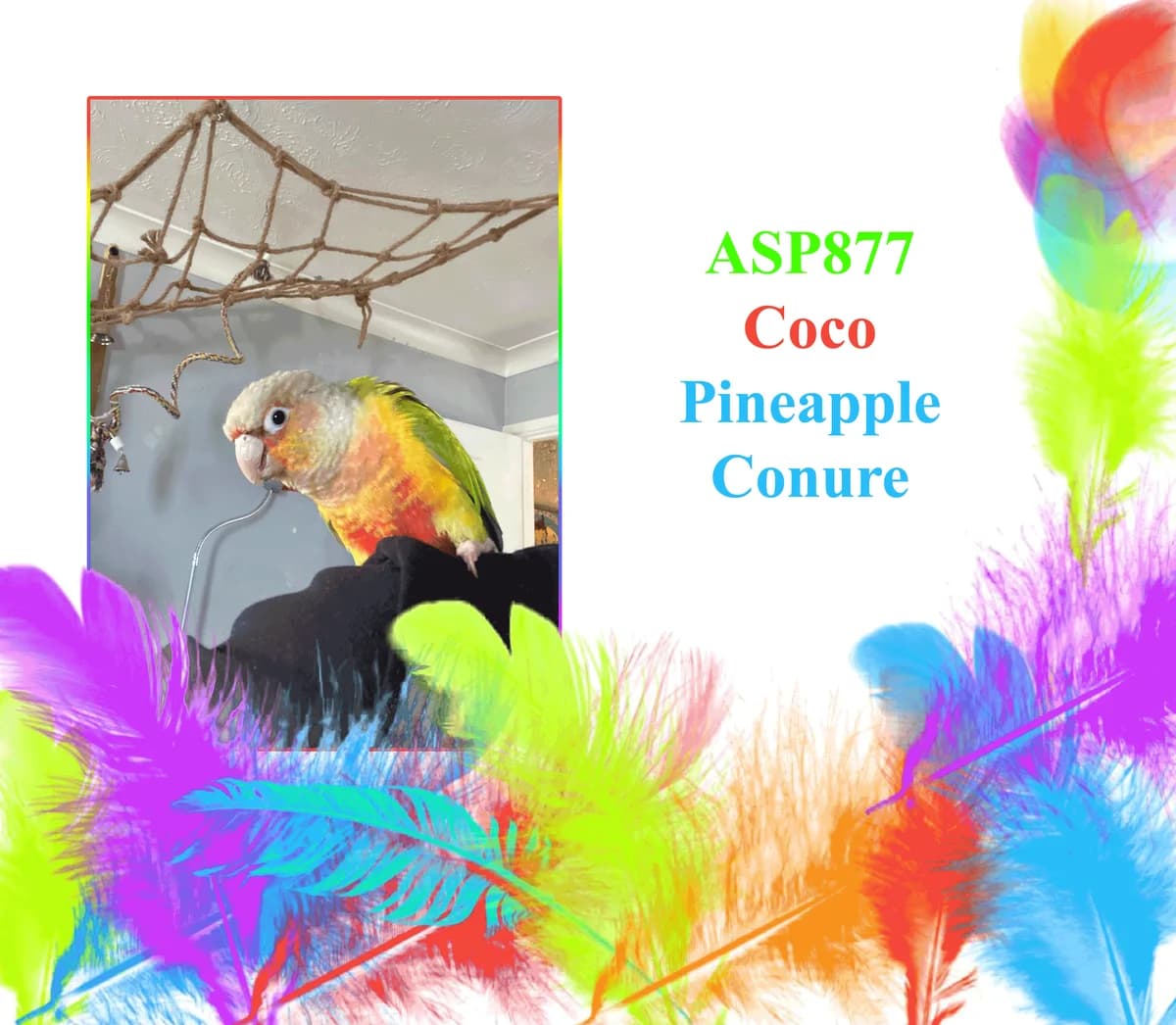 Coco, mixed breed for adoption at All Star Parrots Rescue and Rehoming