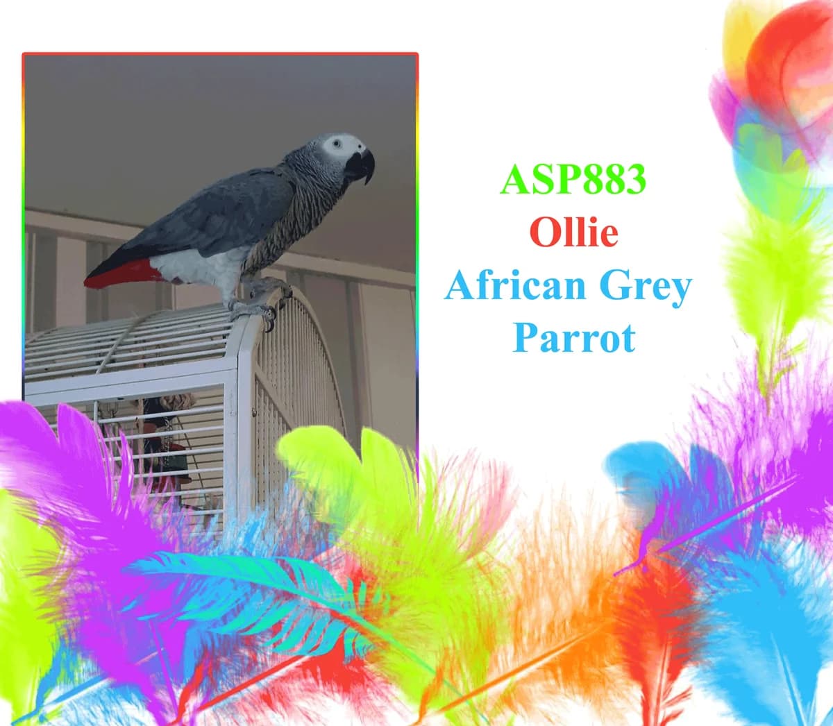 Ollie, female mixed breed for adoption at All Star Parrots Rescue and Rehoming