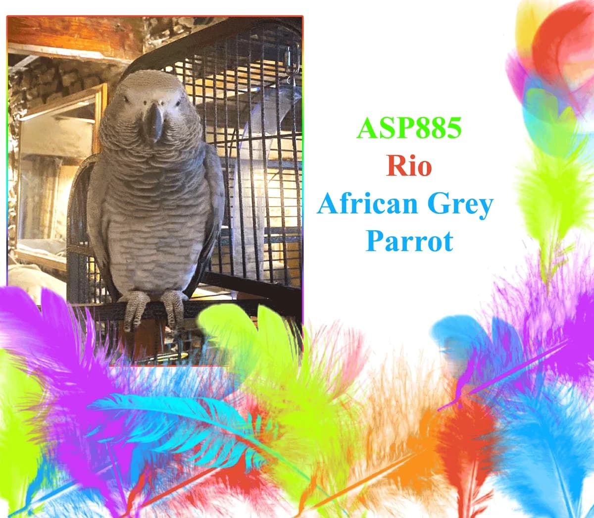 Rio, mixed breed for adoption at All Star Parrots Rescue and Rehoming