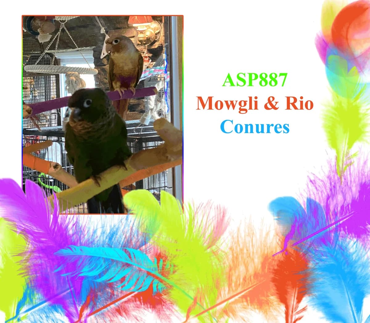 Mowgli and Rio, mixed breed for adoption at All Star Parrots Rescue and Rehoming