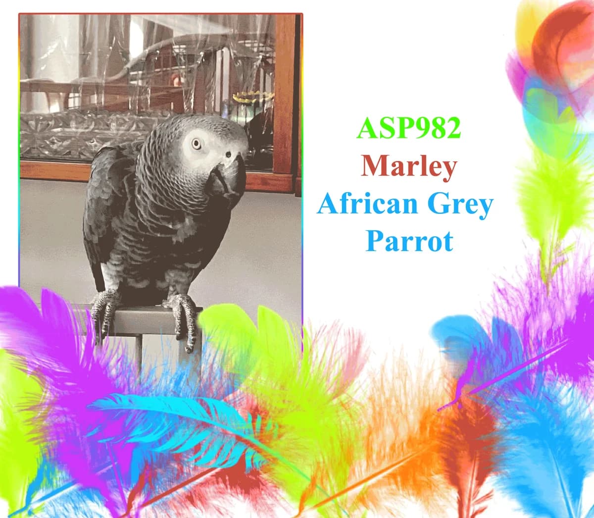 Marley, female mixed breed for adoption at All Star Parrots Rescue and Rehoming