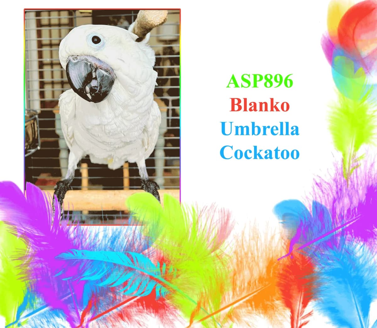 Blanko, mixed breed for adoption at All Star Parrots Rescue and Rehoming