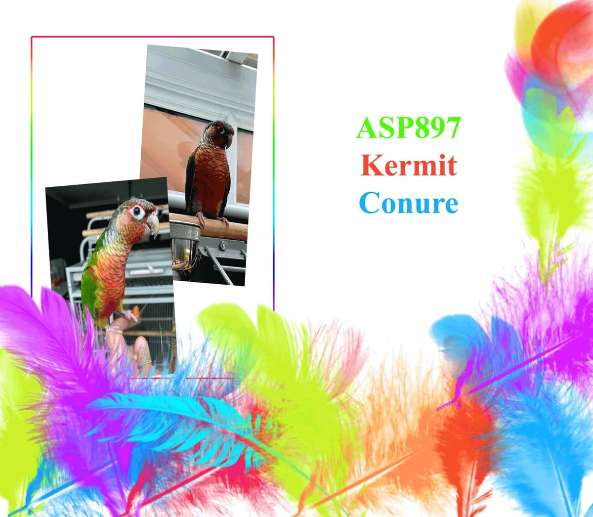 Kermit, mixed breed for adoption at All Star Parrots Rescue and Rehoming