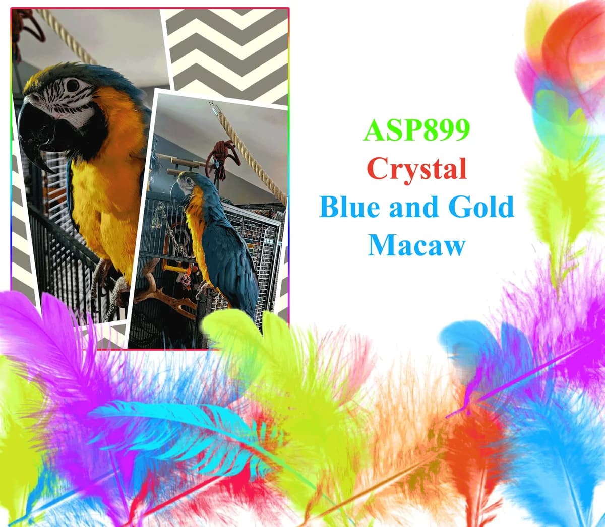 Crystal, mixed breed for adoption at All Star Parrots Rescue and Rehoming
