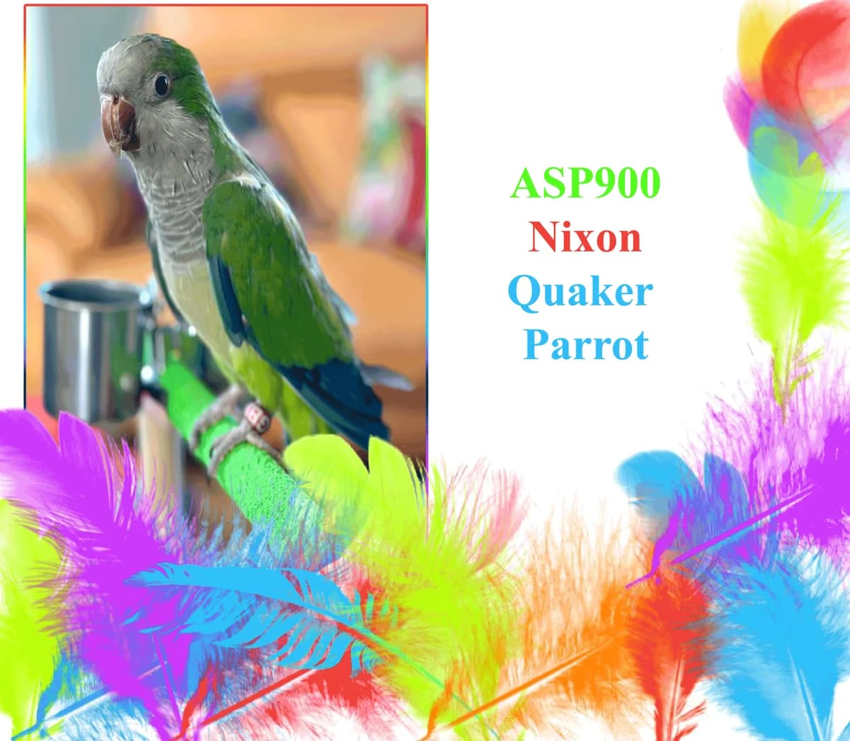 Nixon, mixed breed for adoption at All Star Parrots Rescue and Rehoming