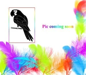 Jessie, female mixed breed for adoption at All Star Parrots Rescue and Rehoming