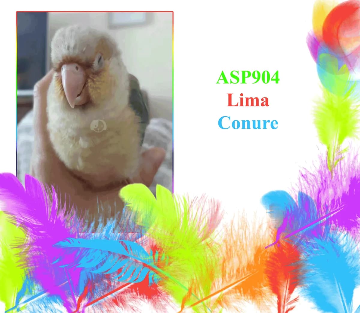 Lima, female mixed breed for adoption at All Star Parrots Rescue and Rehoming