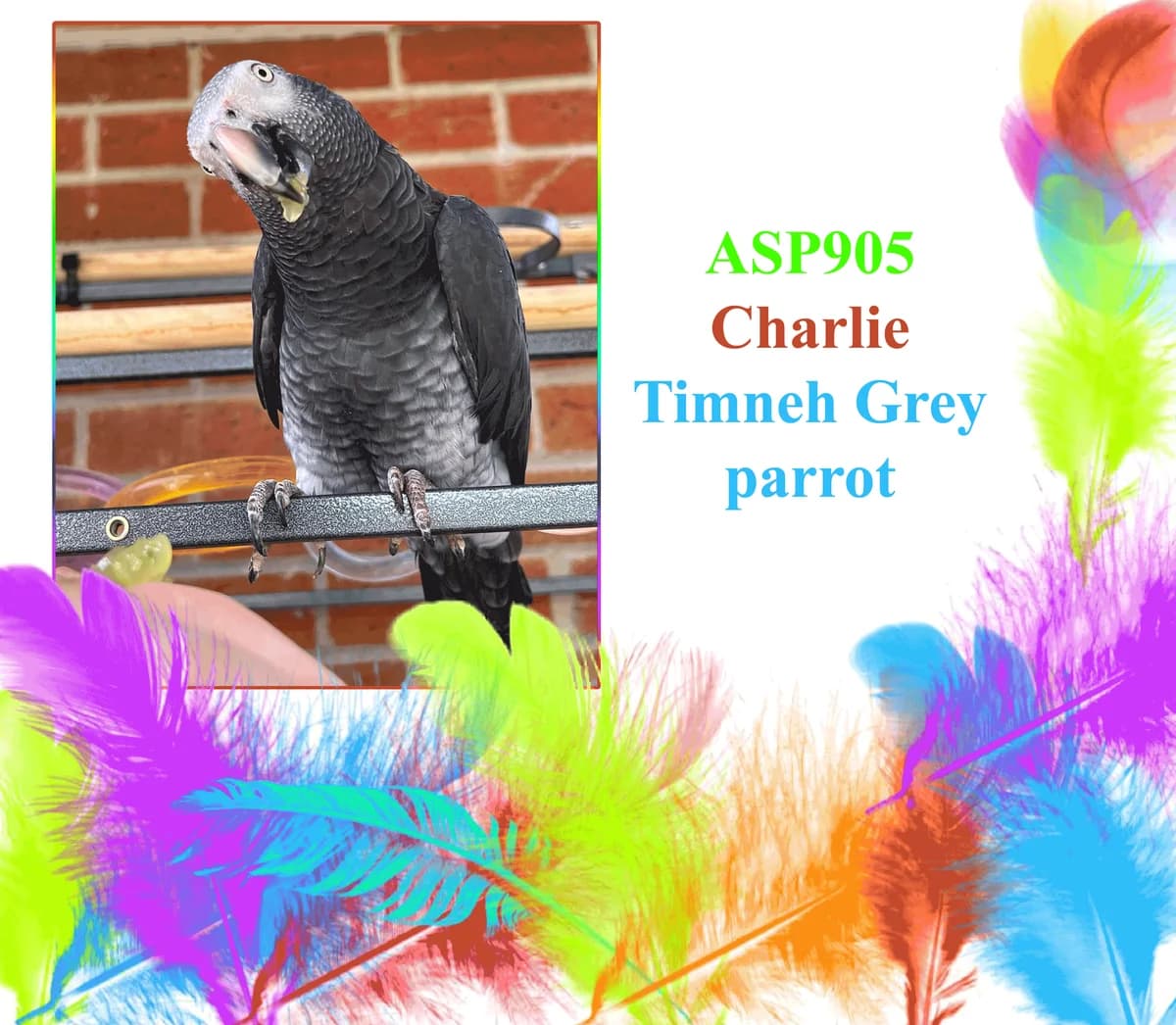 Charlie, male mixed breed for adoption at All Star Parrots Rescue and Rehoming