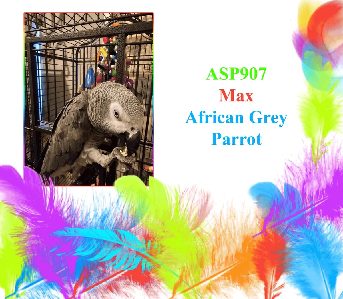 Max, female mixed breed for adoption at All Star Parrots Rescue and Rehoming
