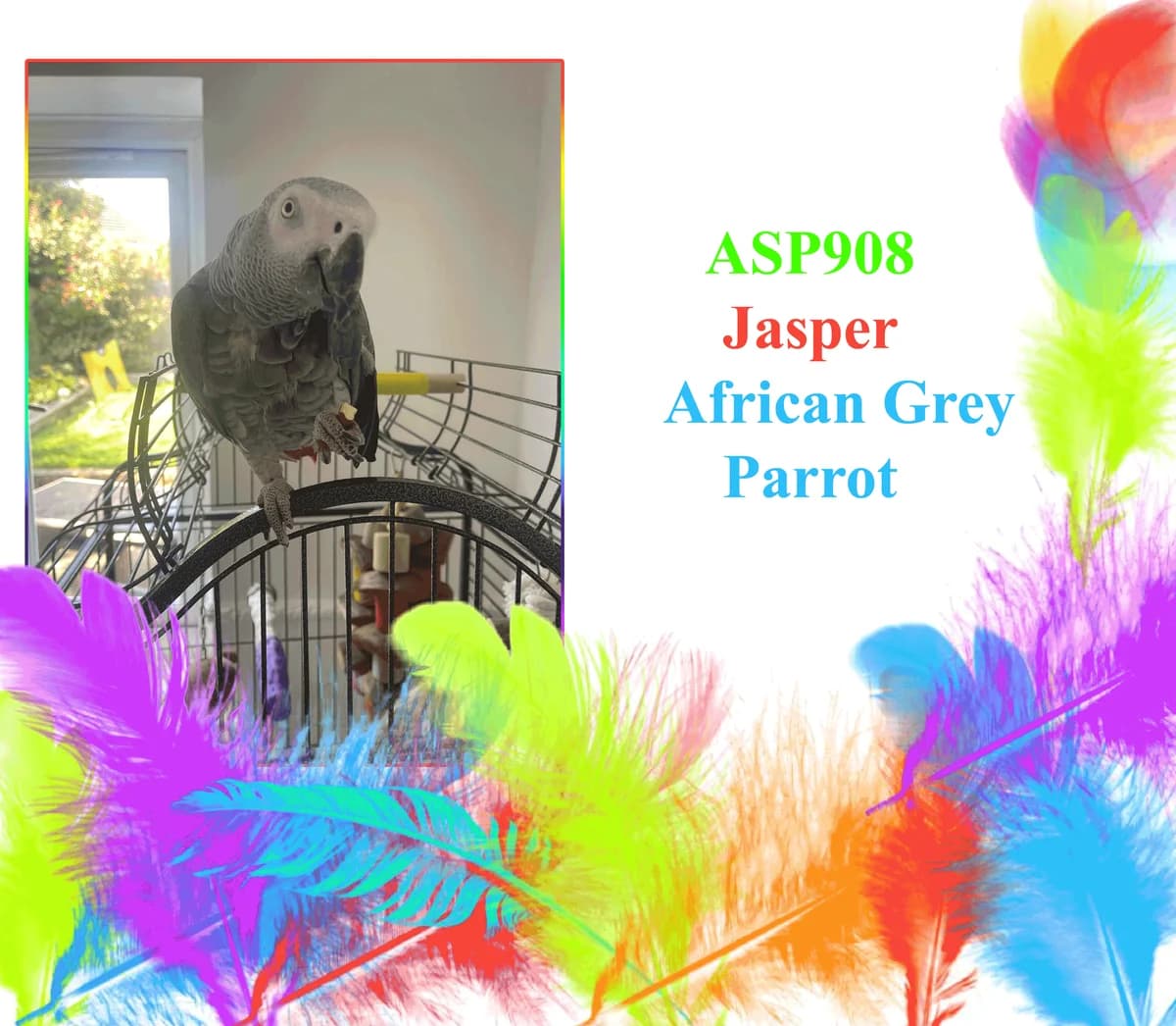 Jasper, female mixed breed for adoption at All Star Parrots Rescue and Rehoming