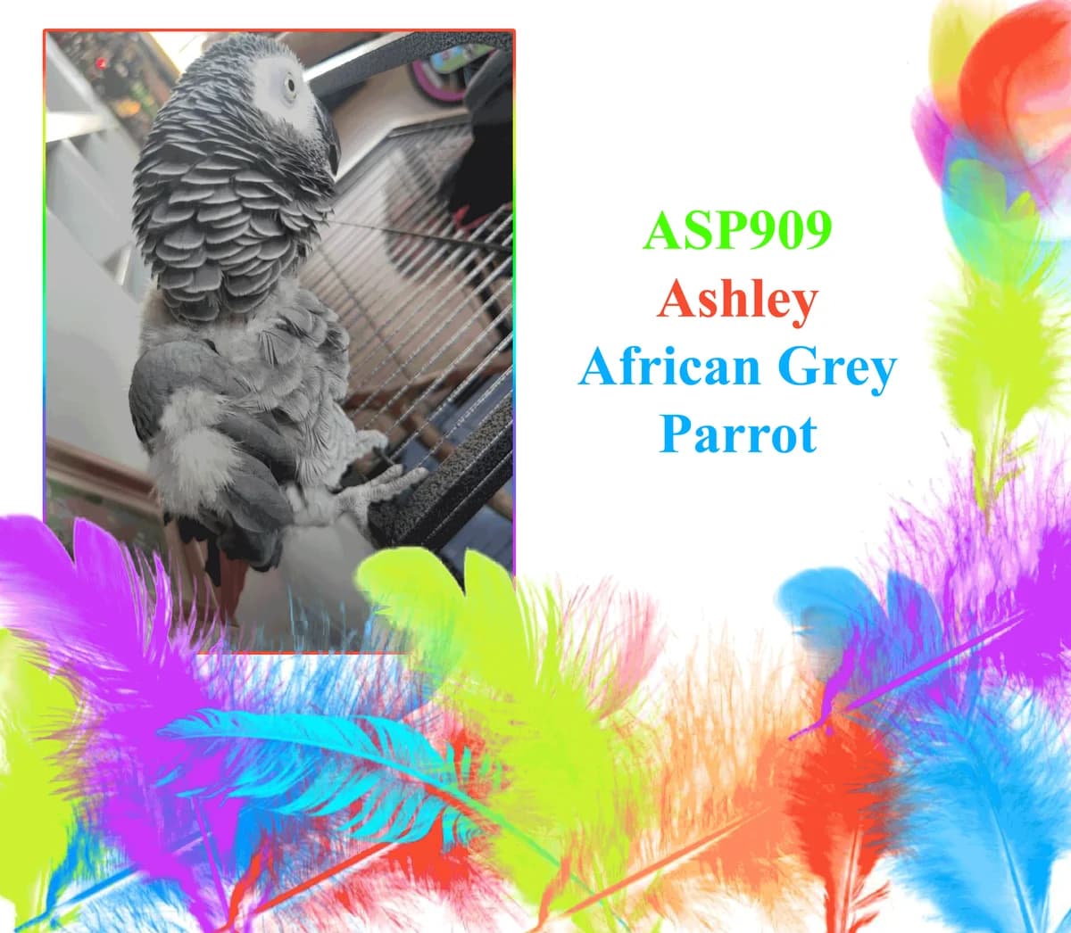 Ashley, mixed breed for adoption at All Star Parrots Rescue and Rehoming