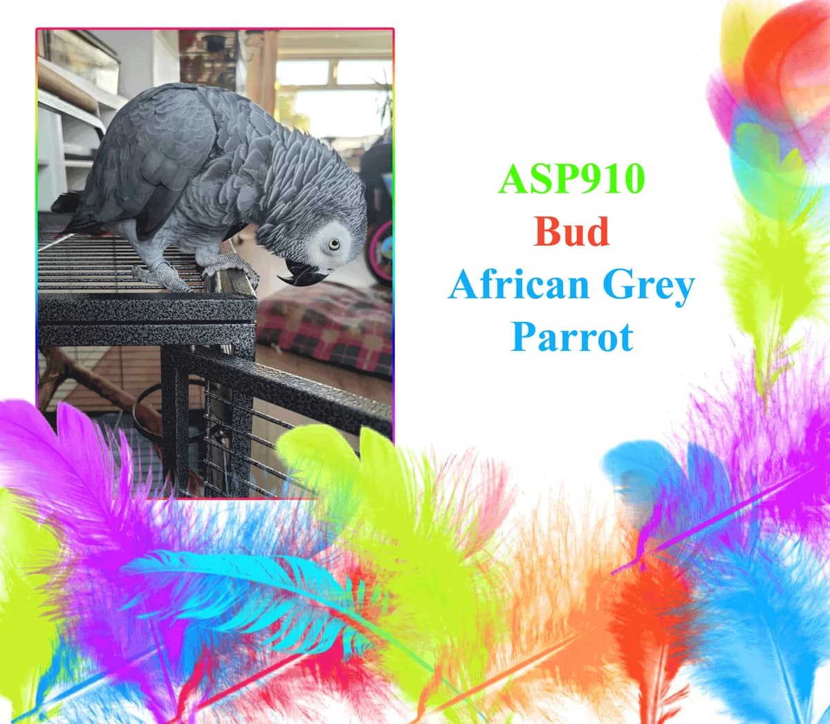 ASP910 Bud, female mixed breed for adoption at All Star Parrots Rescue and Rehoming