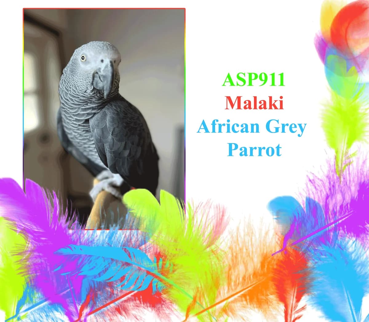 Malaki, mixed breed for adoption at All Star Parrots Rescue and Rehoming