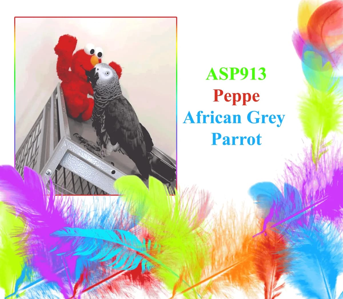 Peppe, mixed breed for adoption at All Star Parrots Rescue and Rehoming