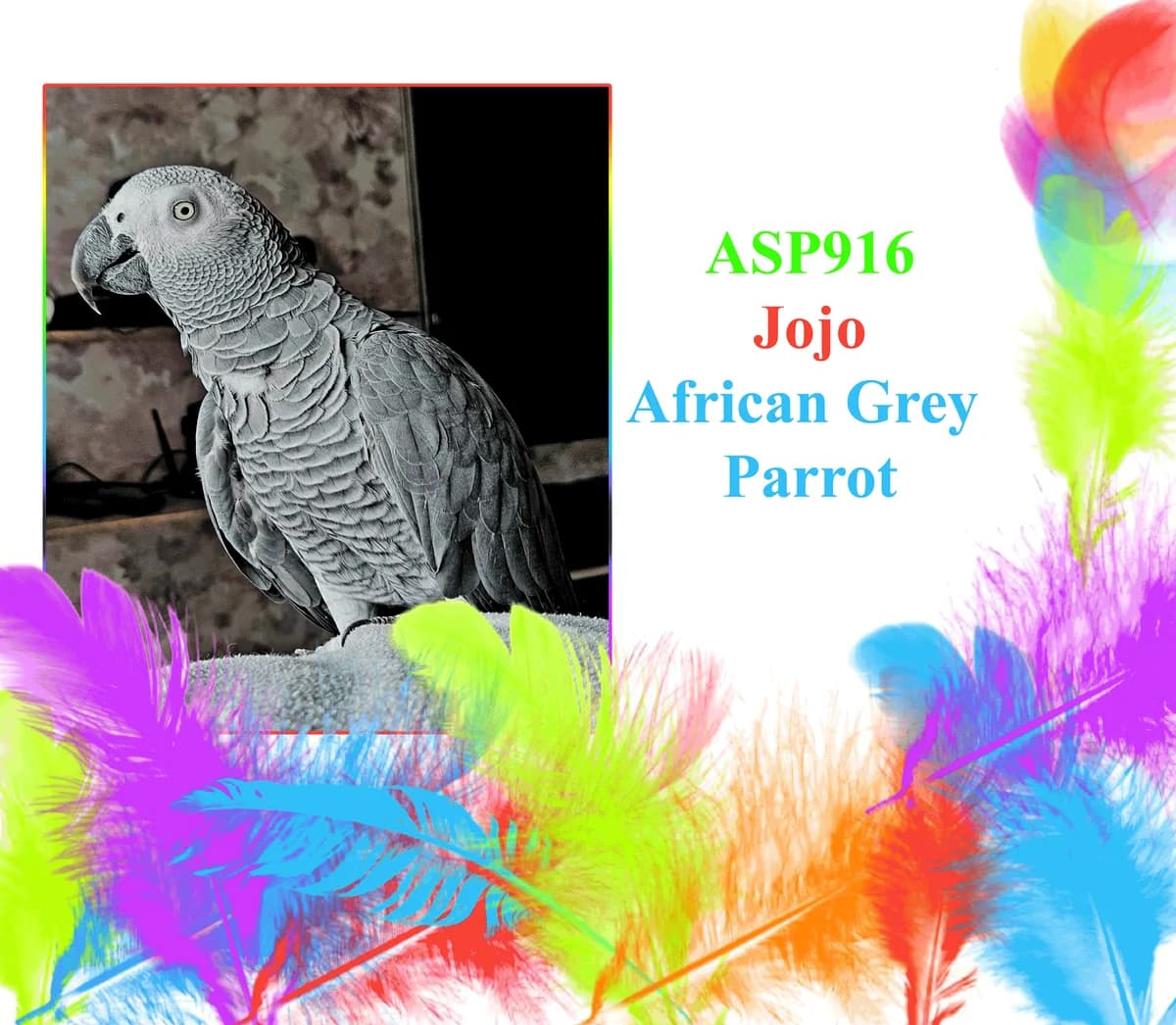 Jojo, mixed breed for adoption at All Star Parrots Rescue and Rehoming