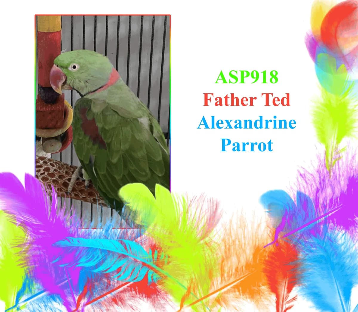 Father Ted, female mixed breed for adoption at All Star Parrots Rescue and Rehoming