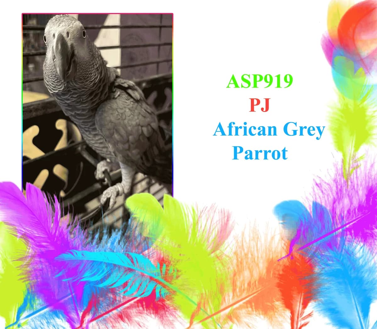 PJ, mixed breed for adoption at All Star Parrots Rescue and Rehoming