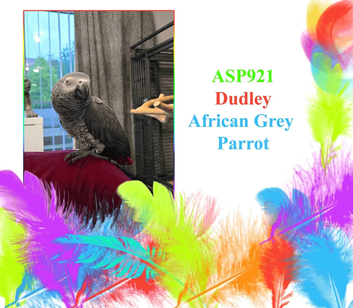Dudley, mixed breed for adoption at All Star Parrots Rescue and Rehoming