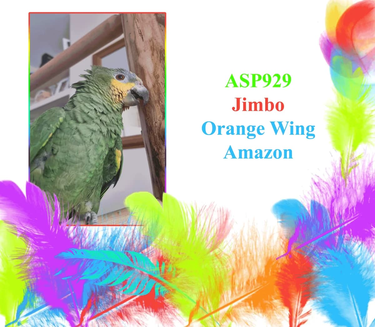 Jimbo _ Orange Wing Amazon, mixed breed for adoption at All Star Parrots Rescue and Rehoming