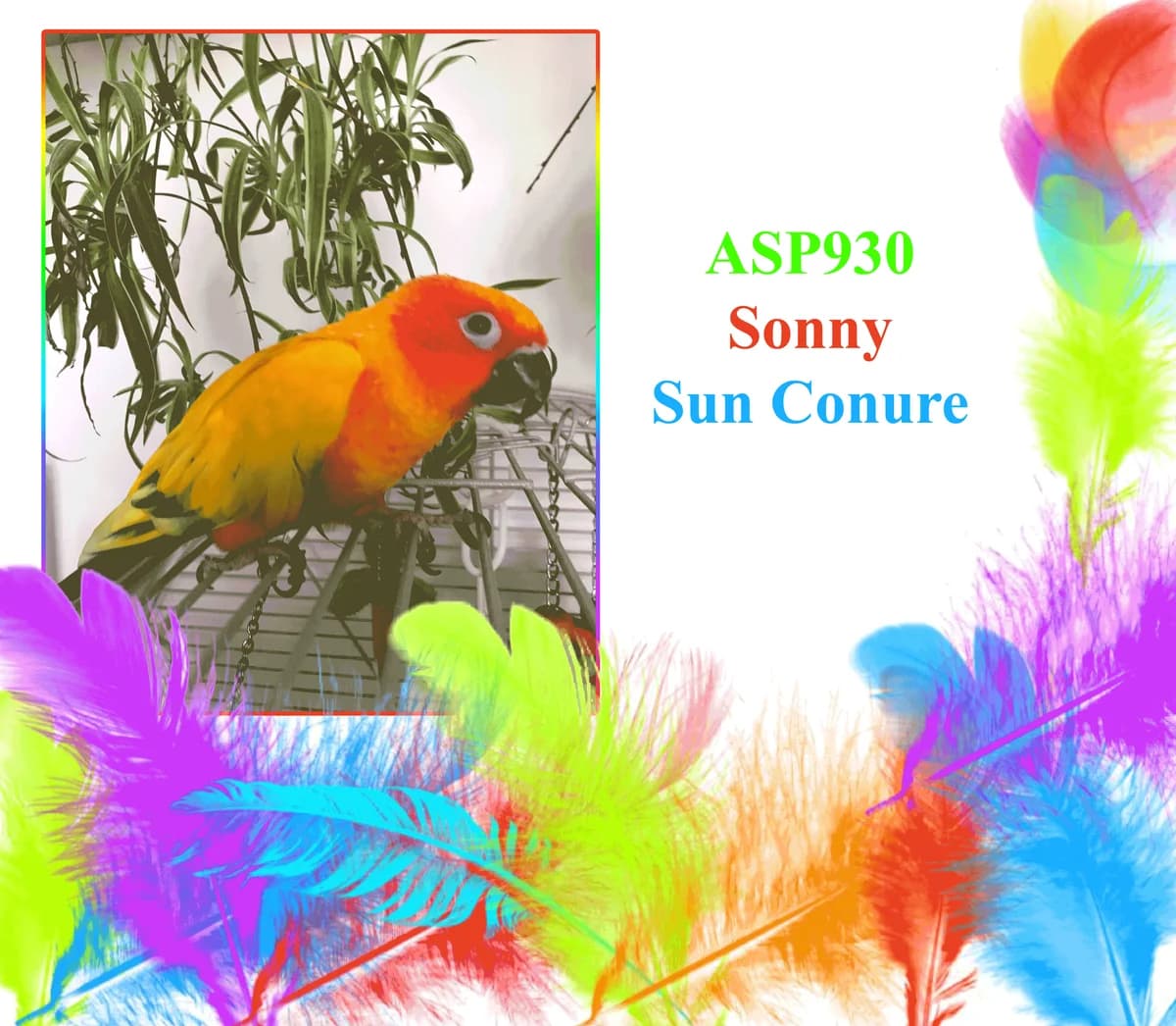 Sonny, mixed breed for adoption at All Star Parrots Rescue and Rehoming
