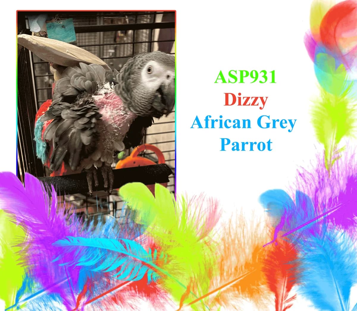 Dizzy, mixed breed for adoption at All Star Parrots Rescue and Rehoming