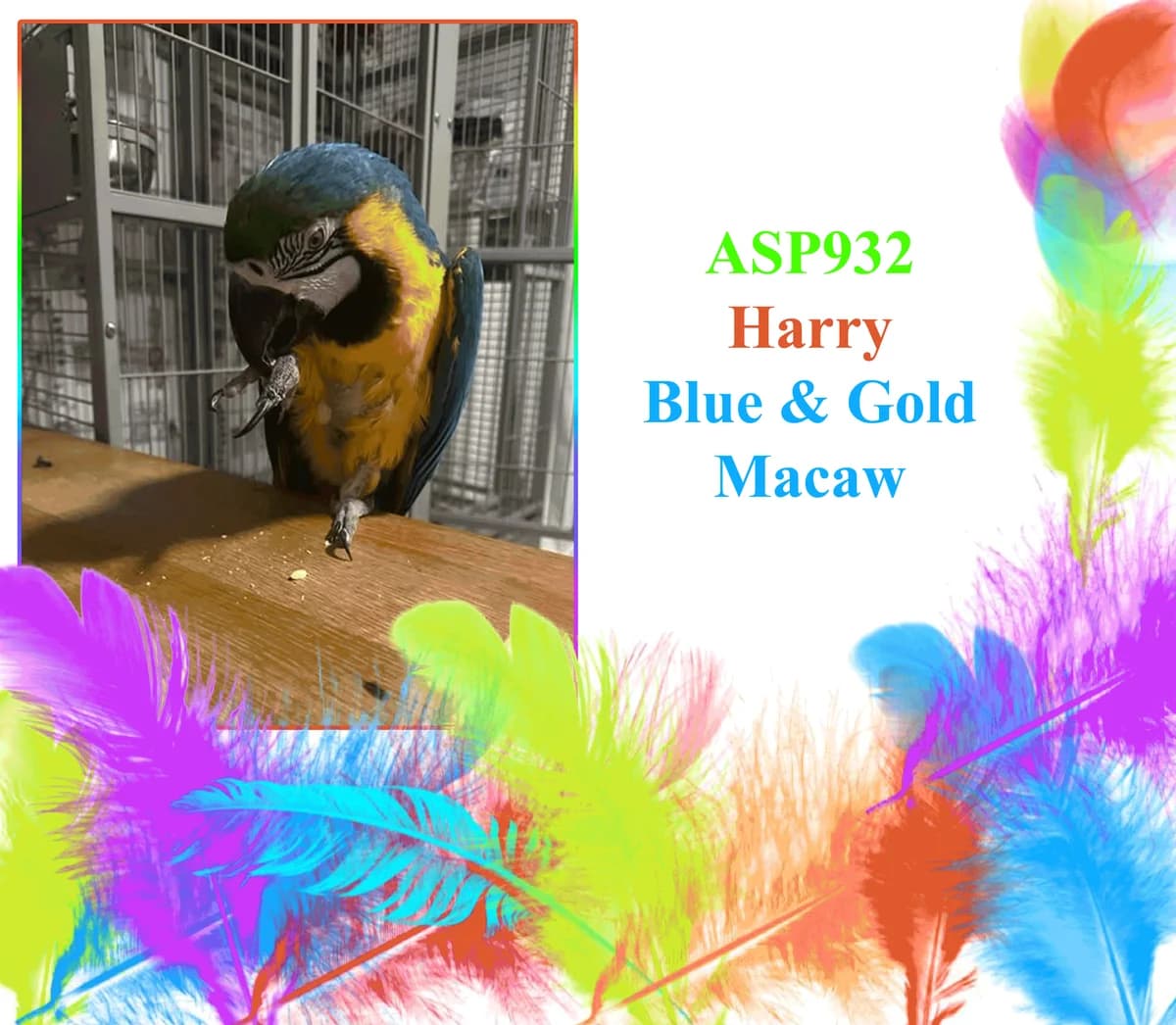 Harry, male senior mixed breed for adoption at All Star Parrots Rescue and Rehoming