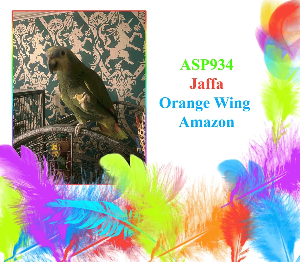 Jaffa, mixed breed for adoption at All Star Parrots Rescue and Rehoming