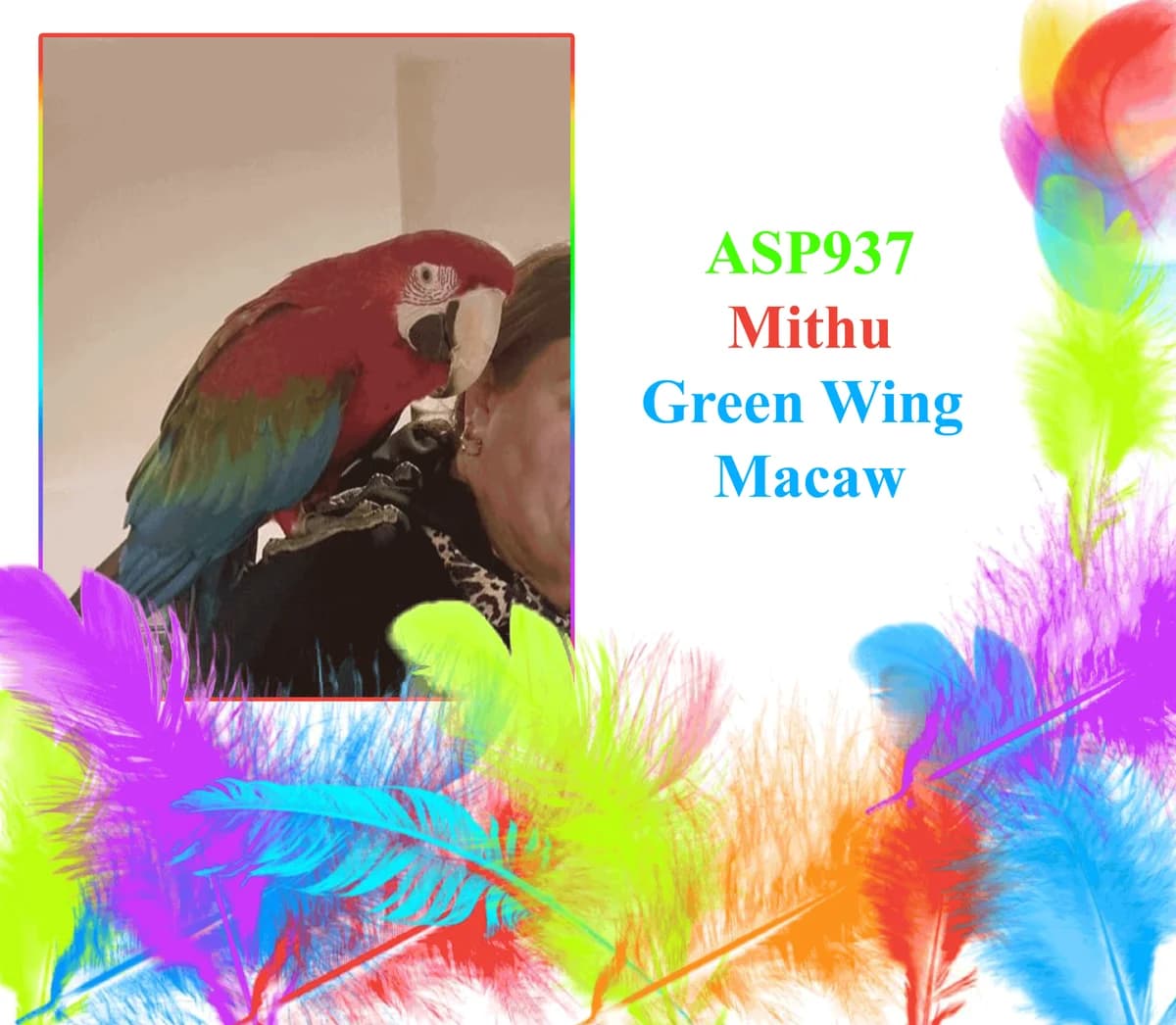 Mithu, mixed breed for adoption at All Star Parrots Rescue and Rehoming