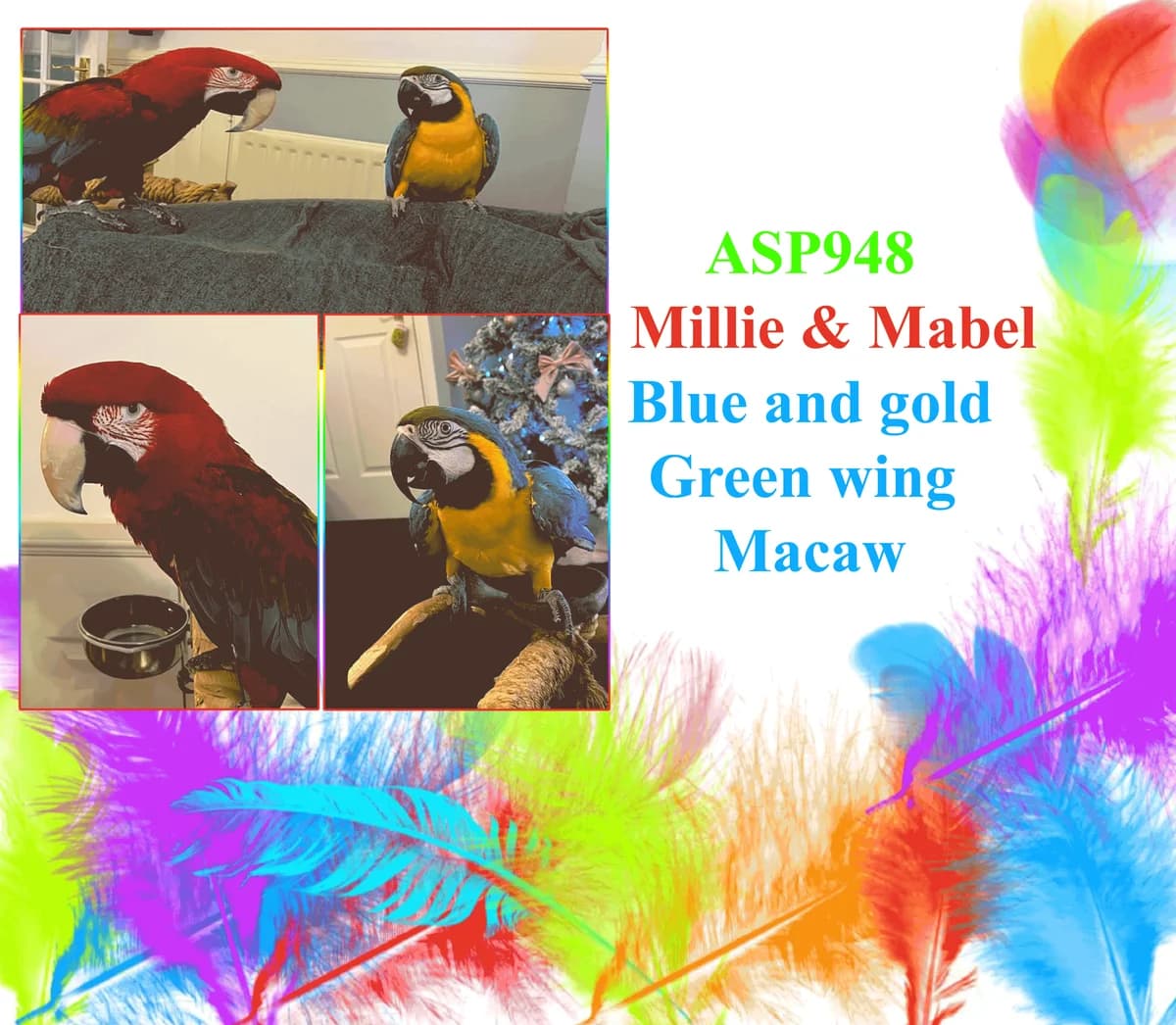Millie and Mabel, female mixed breed for adoption at All Star Parrots Rescue and Rehoming