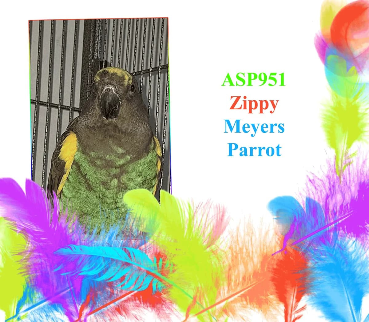 Zippy, mixed breed for adoption at All Star Parrots Rescue and Rehoming