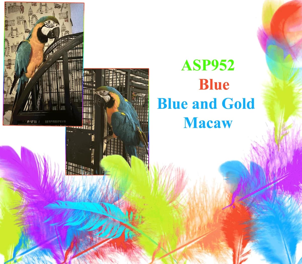 Blue, mixed breed for adoption at All Star Parrots Rescue and Rehoming