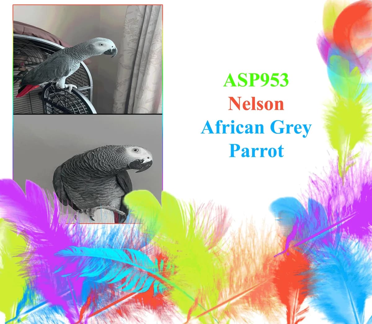 Nelson, mixed breed for adoption at All Star Parrots Rescue and Rehoming