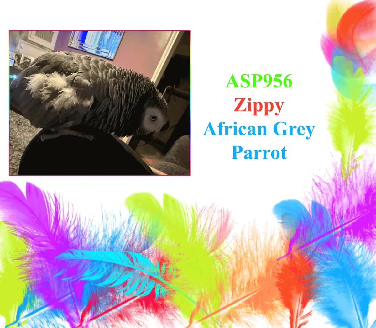 Zippy, mixed breed for adoption at All Star Parrots Rescue and Rehoming