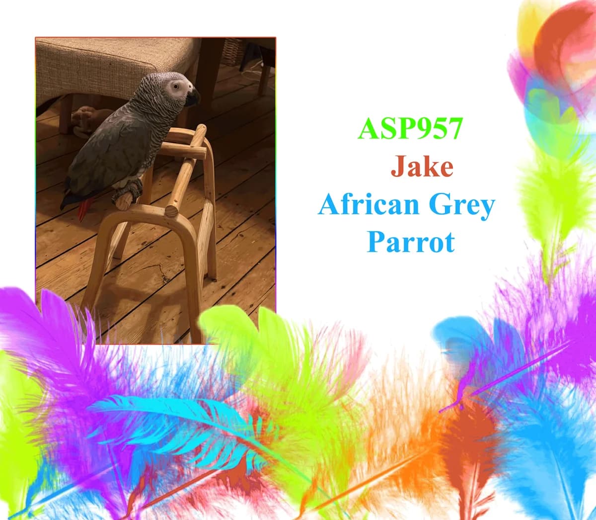 Jake, mixed breed for adoption at All Star Parrots Rescue and Rehoming