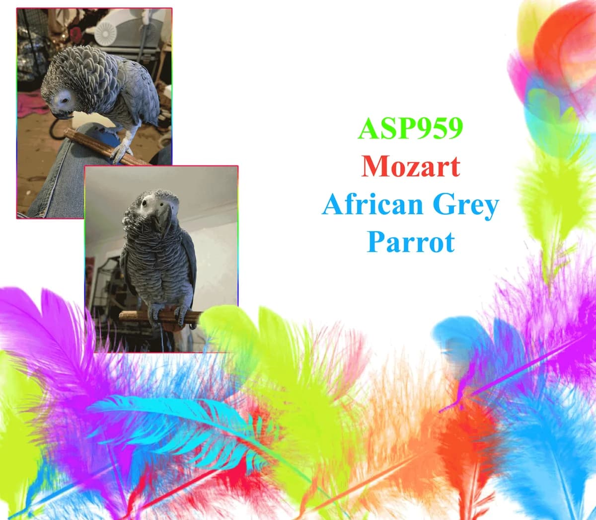 Mozart, mixed breed for adoption at All Star Parrots Rescue and Rehoming