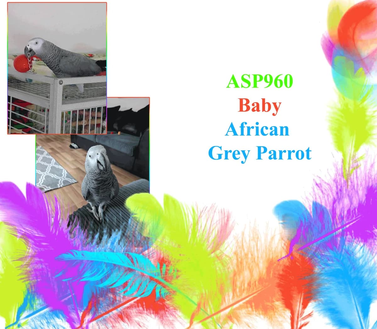 Baby, mixed breed for adoption at All Star Parrots Rescue and Rehoming