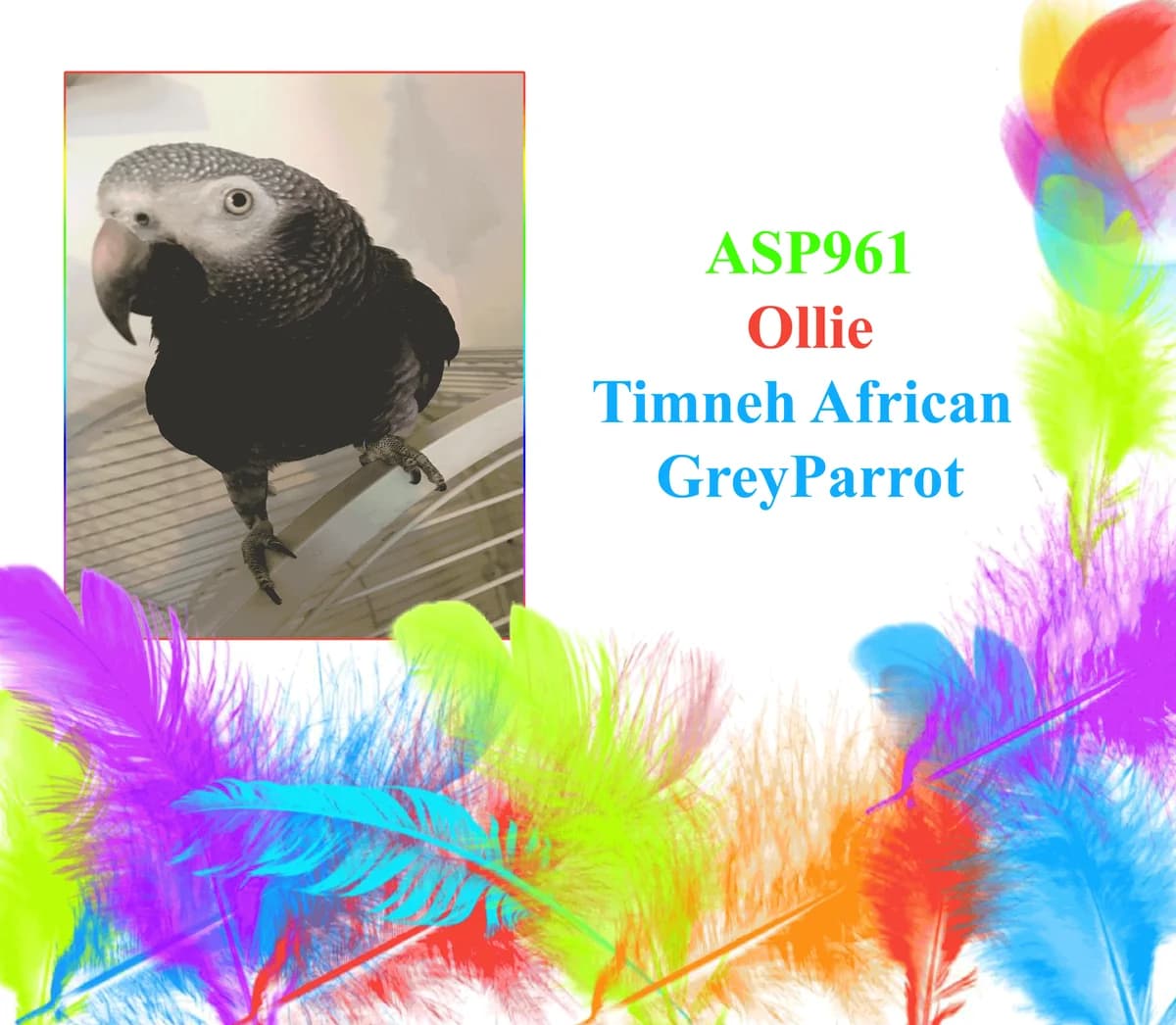 Ollie, mixed breed for adoption at All Star Parrots Rescue and Rehoming