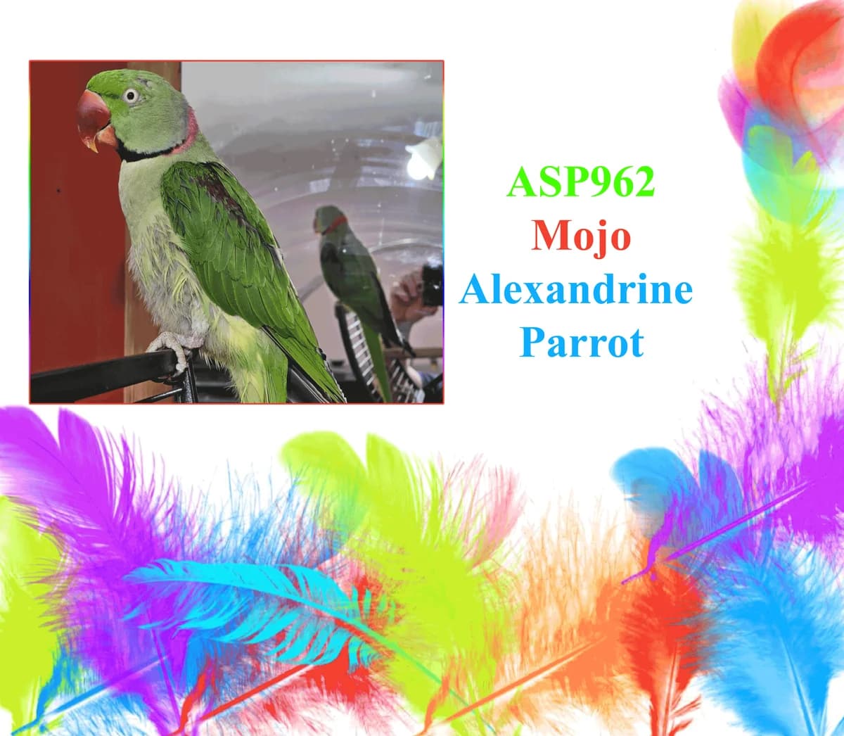 Mojo, mixed breed for adoption at All Star Parrots Rescue and Rehoming
