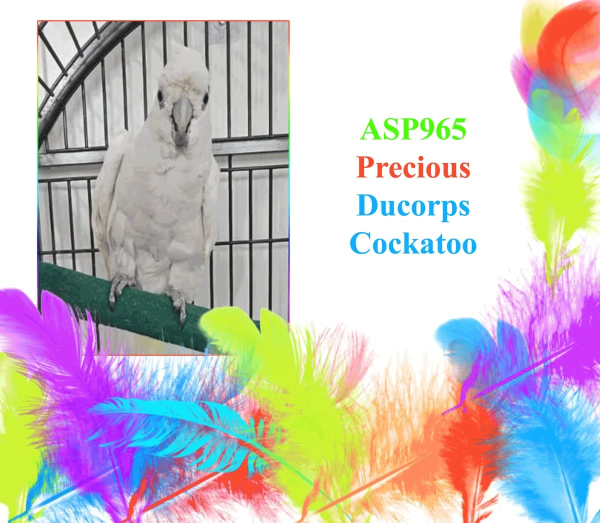 Precious, mixed breed for adoption at All Star Parrots Rescue and Rehoming