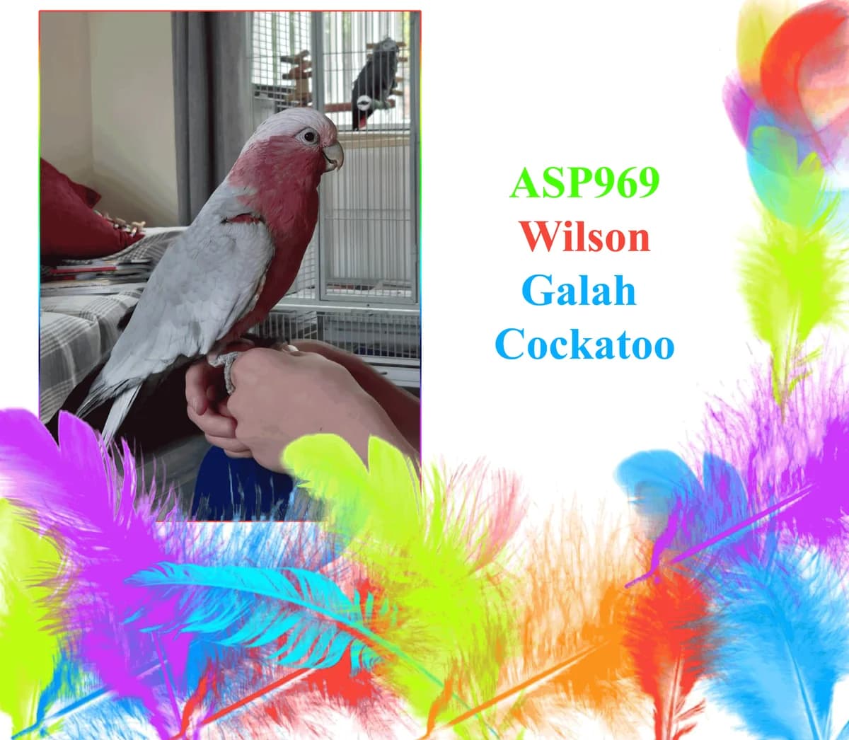 Wilson, mixed breed for adoption at All Star Parrots Rescue and Rehoming