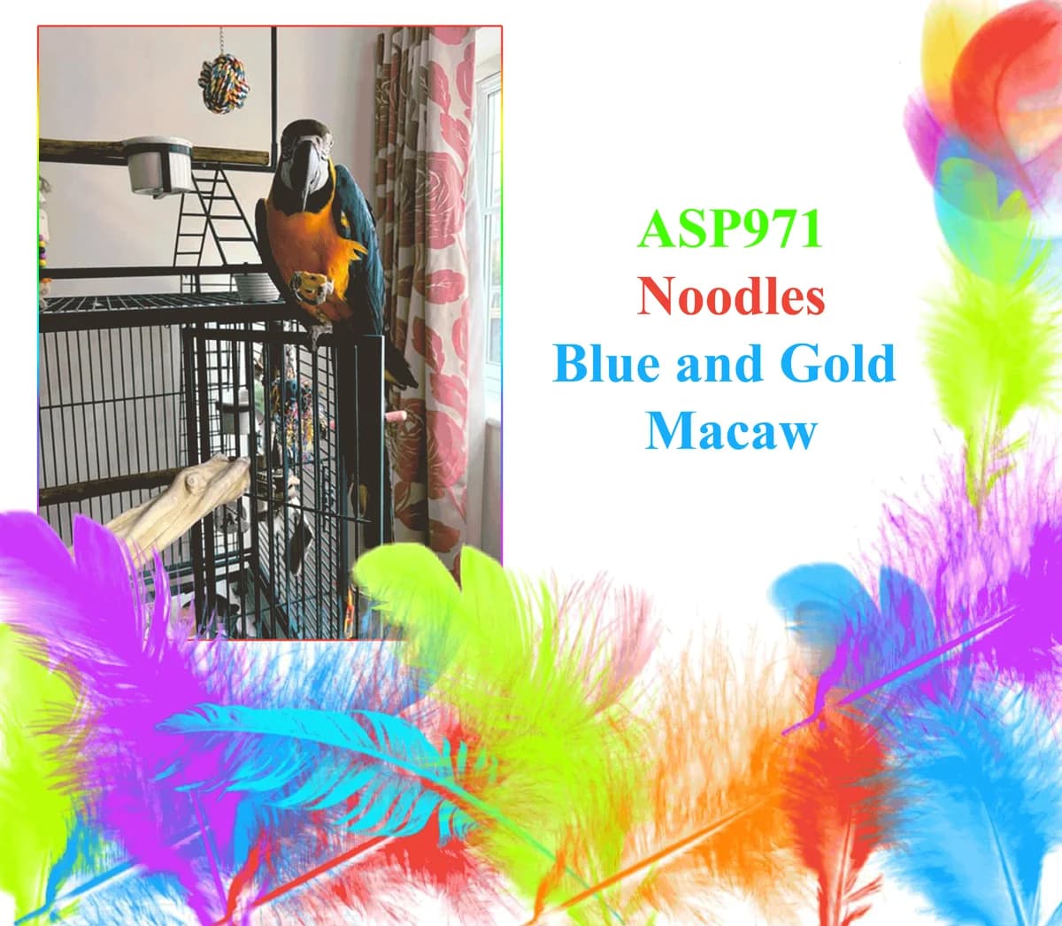 Noodles, mixed breed for adoption at All Star Parrots Rescue and Rehoming