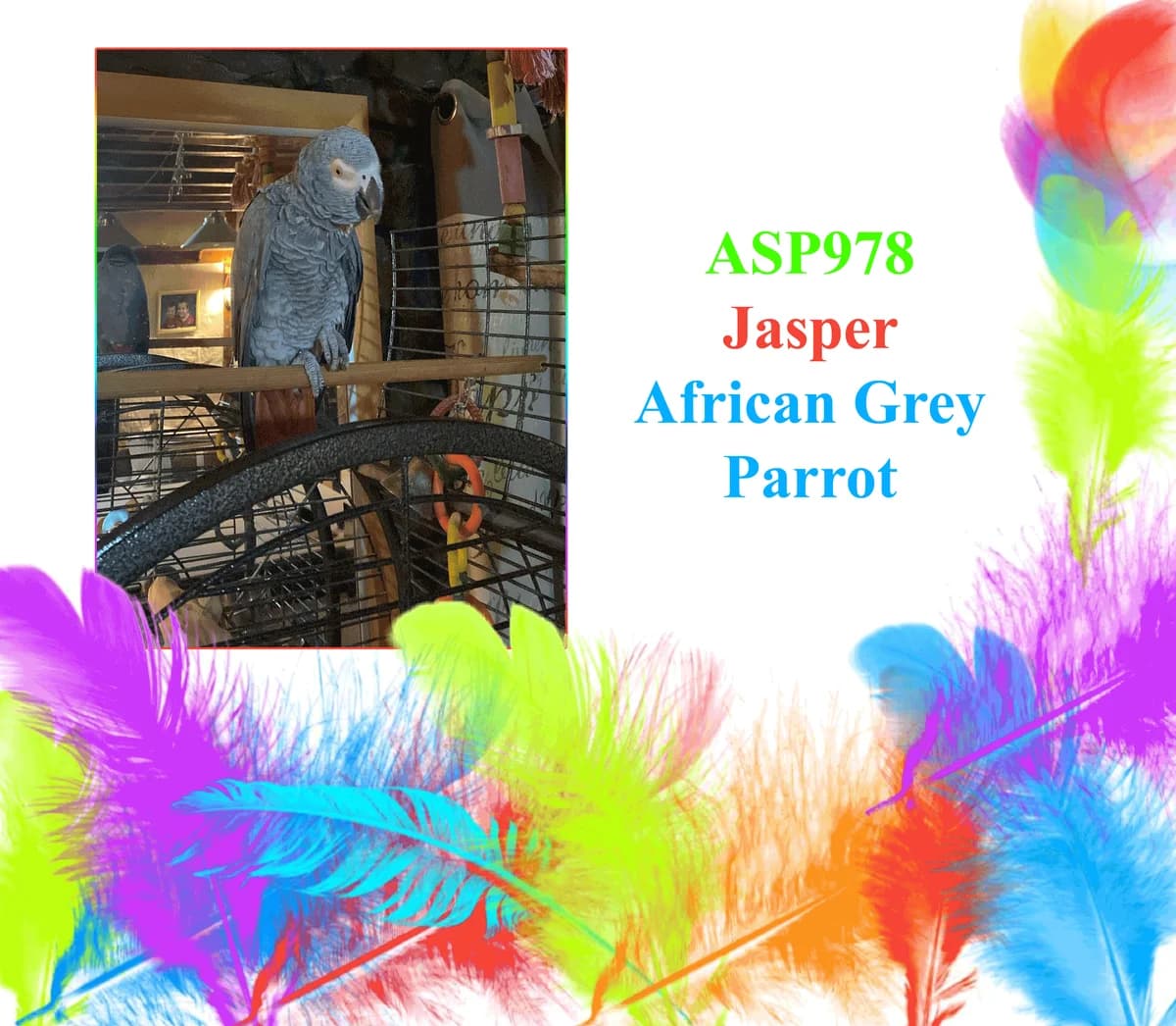 Jasper _ African Grey Parrot, female mixed breed for adoption at All Star Parrots Rescue and Rehoming