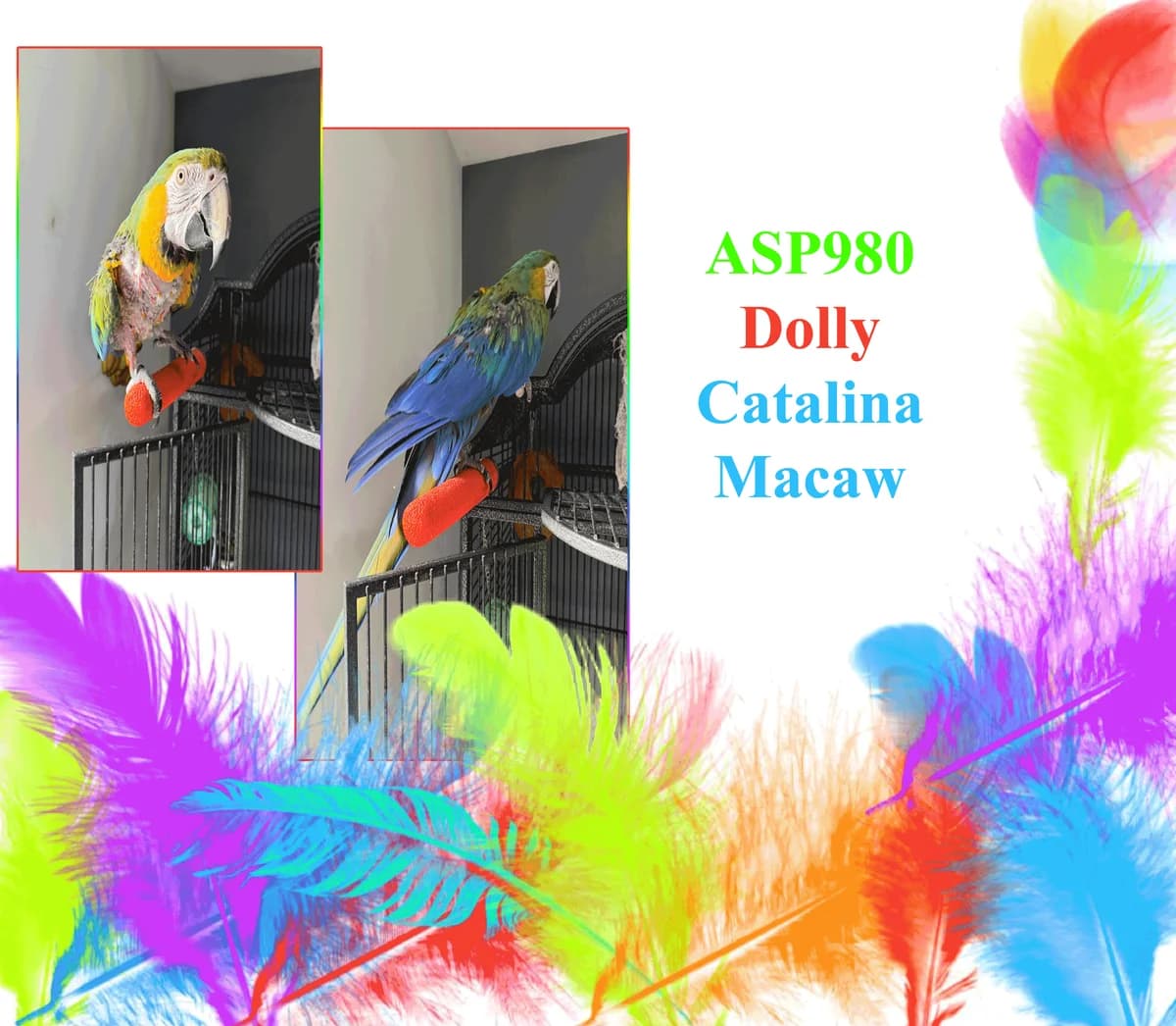 Dolly, mixed breed for adoption at All Star Parrots Rescue and Rehoming