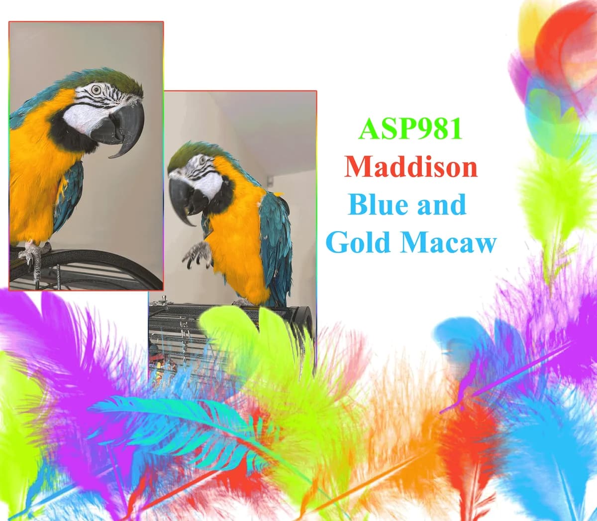 Maddison, female mixed breed for adoption at All Star Parrots Rescue and Rehoming