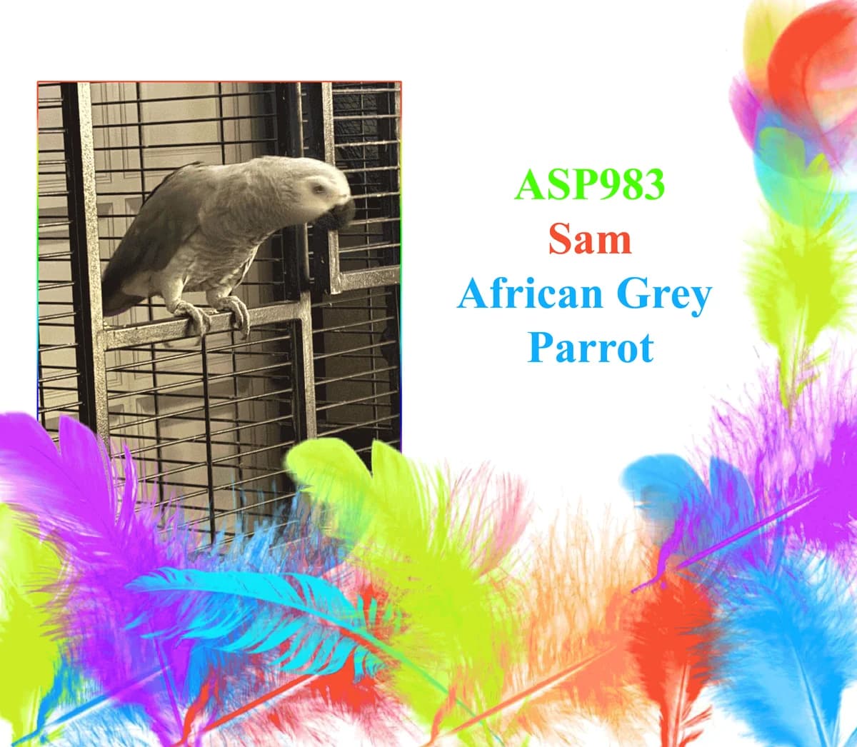 Sam, male mixed breed for adoption at All Star Parrots Rescue and Rehoming